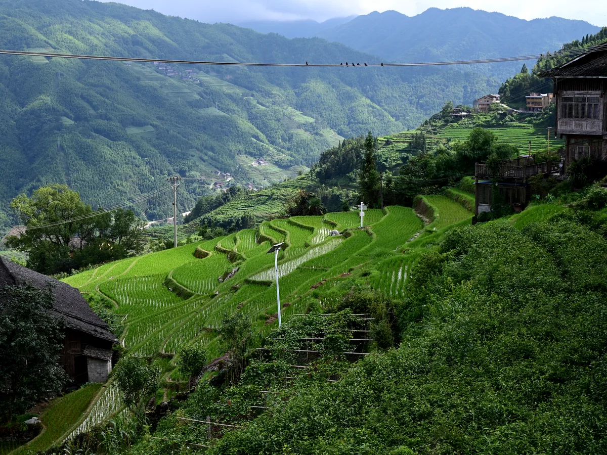 Sweeping view of layered rice terraces and traditional village buildings on a mountain slope in the Guilin region